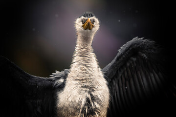 Wet Little Pied Cormorant. The little pied cormorant, little shag or kawaupaka is a common species...