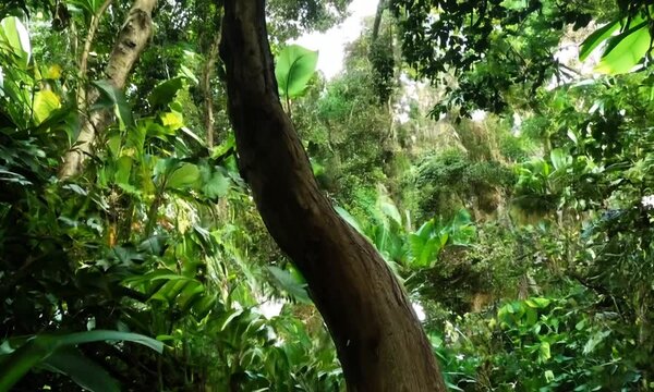 Lush tropical forest in Nicaragua with curved tree and dense vegetation