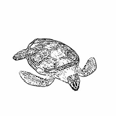 Sea turtle animal line art vector ilustration design 