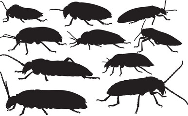 African Sugarcane Borer Silhouette