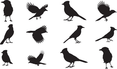 Blue Jay Silhouette