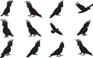 Cockatoo Silhouette