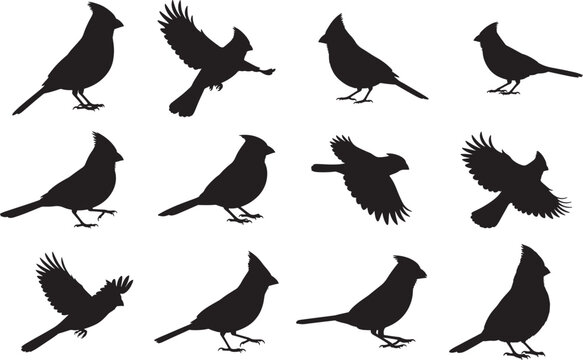 Cardinal Silhouette