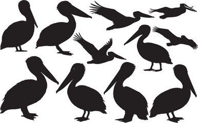 Pelican Silhouette