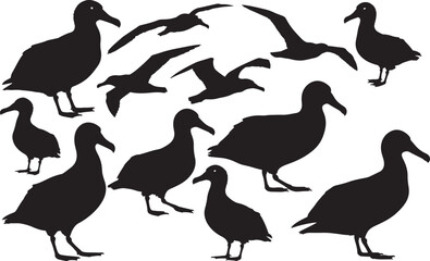 Silhouette of an Albatross