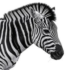 Fototapeta na wymiar Striped Zebra Headshot Against Transparent Background