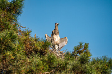 Great Blue Heron (Ardea herodias) standing in the nest