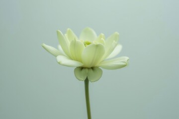 Obraz premium White flower in bloom nature's beauty on a soft light gray-blue backdrop