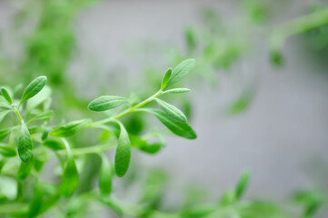 lavender , Lavandula or Lavandula angustifolia