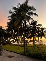 palm trees at sunset