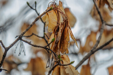 dry branches in the snow