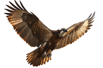 Obraz premium Osprey Soaring: Wings Spread Wide in Flight