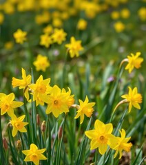 Fototapeta premium Vibrant yellow daffodils blooming in spring meadow, photography, sunshine
