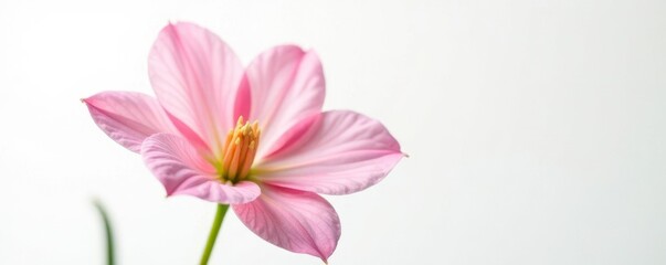 Fototapeta premium Delicate flower with intricate petals on white background, bloom, petal, isolated