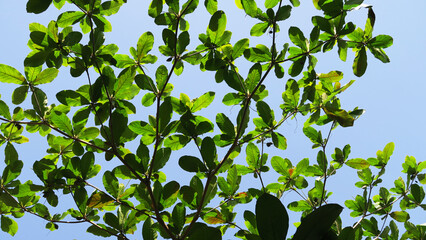 Tropical almond tree leaves 