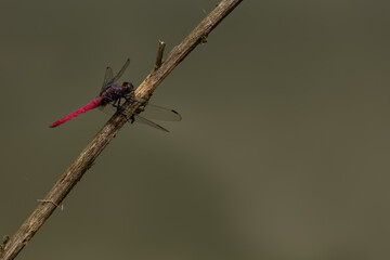 dragonfly on a branch