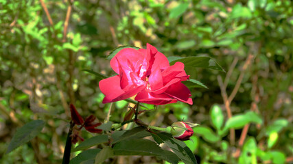pink rose in garden
