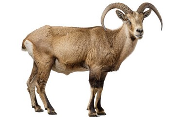 High Detail Visual of Ibex Isolated on Transparent or White Background