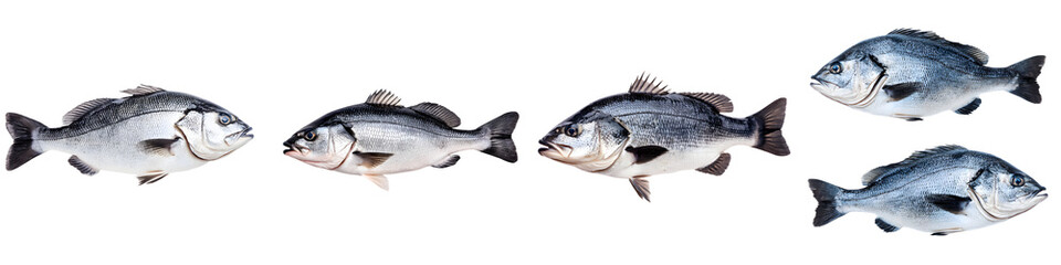Fototapeta premium A group of different species of fish swimming together in an aquatic environment including various types of freshwater and saltwater fish