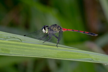 Red Swampdragon (Agrionoptera insignis ssp. allogenes)  - Spectacular Red Dragonfly