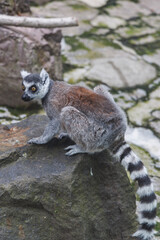 Close-up of a Ring-tailed Lemur