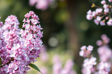 Obraz premium Gentle close-up of lilac flowers in soft purple and pink tones against a green bokeh backdrop. Spring bloom, floral beauty, and natural scene.