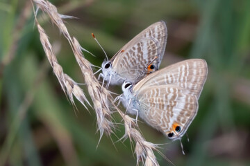 Mating Pair of Long-tailed Pea-Blue Butterflies (Lampides boeticus) in Natural Habitat