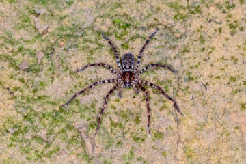 Giant Huntsman Spider Macro - Wild Heteropoda Species Close-Up