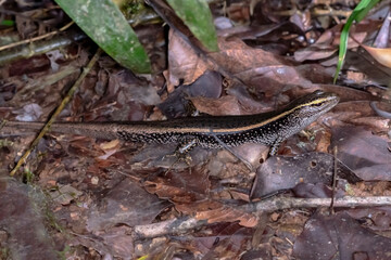 Native Australian Water Skink - Eulamprus quoyii in Natural Habitat