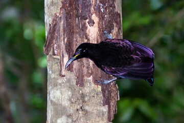 Male Victoria�s Riflebird (Ptiloris victoriae) Displaying Iridescent Plumage
