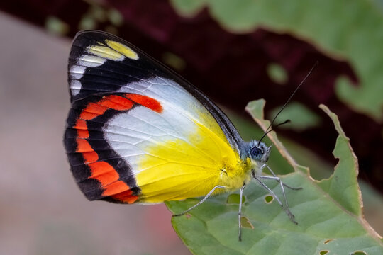 Delias mysis - Red-banded Jezebel Butterfly Displaying Vivid Wing Colors