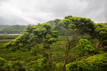 奄美大島の自然。新緑のマングローブ原生林。