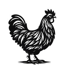 rooster isolated on white background hen 