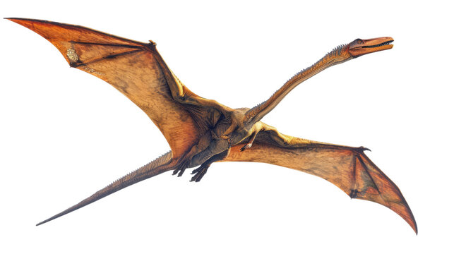  Soaring Spectacle: A detailed illustration of a majestic pterosaur glides effortlessly through the air, its wings spread wide against a clear sky background.