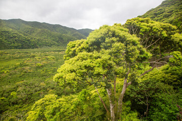 Obraz premium 奄美大島の自然。新緑のマングローブ原生林。