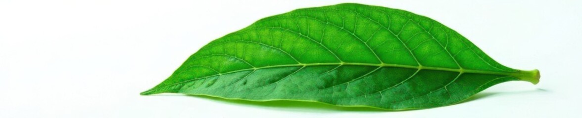 Dark green leaf isolated on white background with intricate veins, leaves, botanical