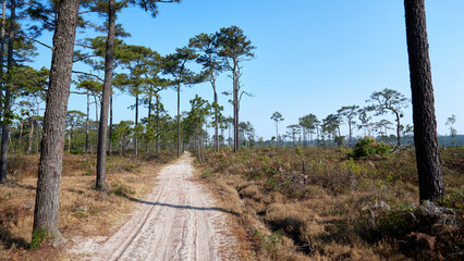 Epic Landscapes of Phu Kradueng National Park, Thailand