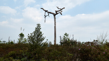 Epic Landscapes of Phu Kradueng National Park, Thailand