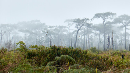 Epic Landscapes of Phu Kradueng National Park, Thailand