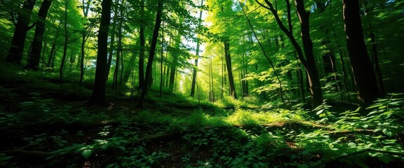 Obraz premium Sun-dappled forest floor, vibrant greens transitioning to deep emerald hues, calm, vibrant