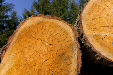 Close-up view of tree trunks. Warehouse of material ready for further processing. Abstract background for various uses.