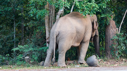 Wild Elephant on the Road in Khao Yai National Park, Thailand