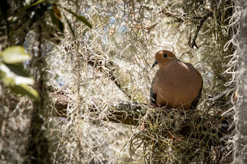 Mourning Dove in the Morning
