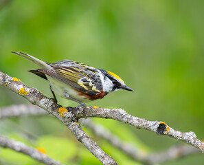Male Chestnut-sided Warbler on branch in Poplar Forest