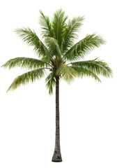 "Tropical Elegance: The Majesty of a Palm Tree"