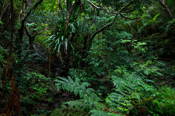 奄美大島の自然。新緑の季節。