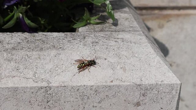 Gu&ecirc;pe europ&eacute;enne (Polistes dominula)