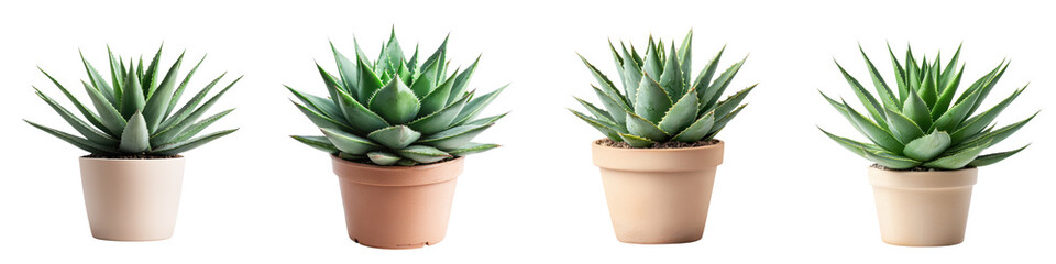 Fototapeta premium Assortment of lush green succulent plants growing in various sized terracotta pots creating a harmonious natural display