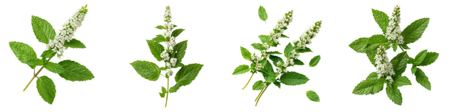 Vibrant close up image showcasing the lush verdant leaves and delicate white blossoms of a healthy mint plant in bloom
