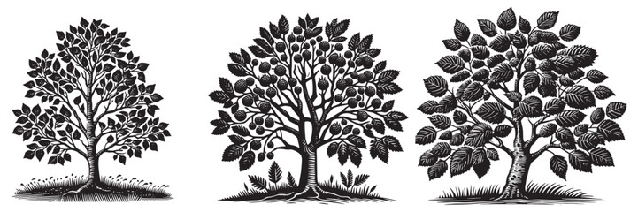 Fototapeta premium Alder tree in traditional woodcut drawing, black and white botanical illustration